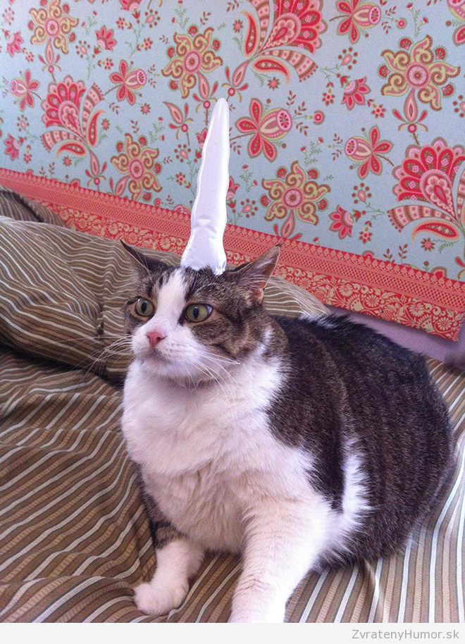 cat-unicorn13