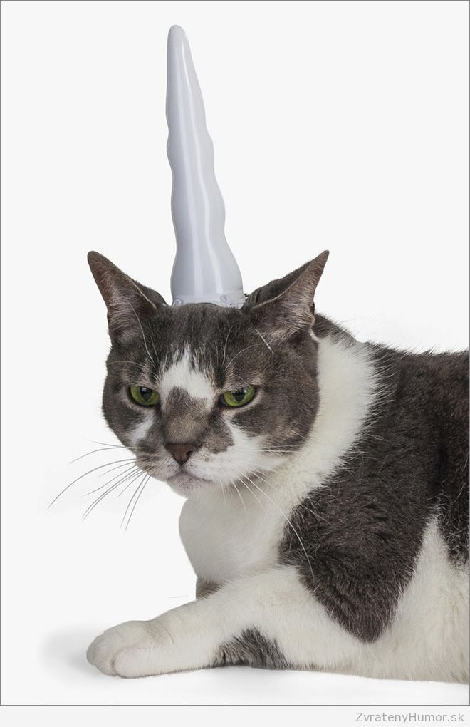 cat-unicorn3