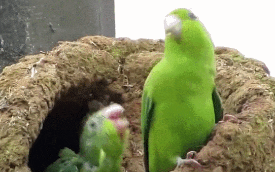 the-internets-funniest-gifs-2