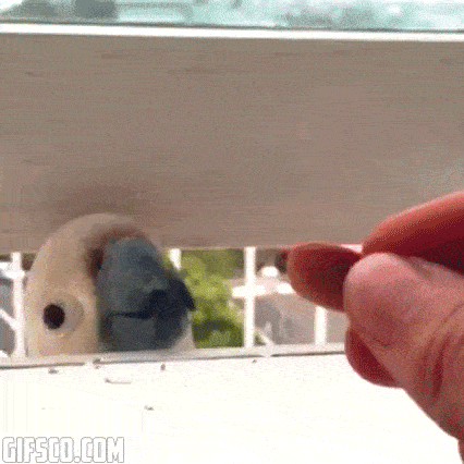 the-internets-funniest-gifs-5