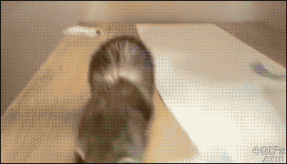the-internets-funniest-gifs-8