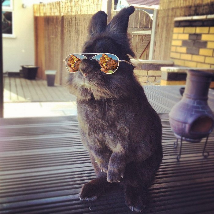 rabbit-wears-sunglasses-photoshop-battle-13-5811a6a47c538-png__700