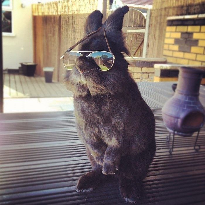 rabbit-wears-sunglasses-photoshop-battle-18-5811a6b3b9279__700
