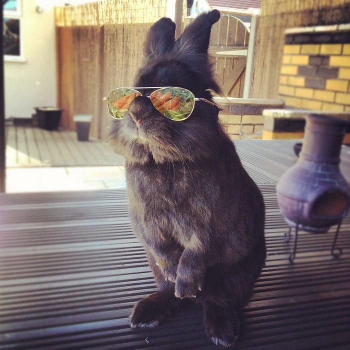 rabbit-wears-sunglasses-photoshop-battle-24-5811a6c6467ae-png__700