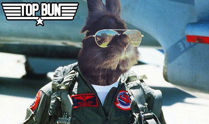rabbit-wears-sunglasses-photoshop-battle-32-5811a6e423fc2-png__700