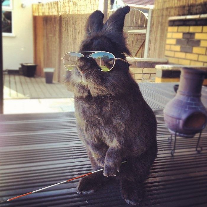 rabbit-wears-sunglasses-photoshop-battle-36-5811a6ef23911__700