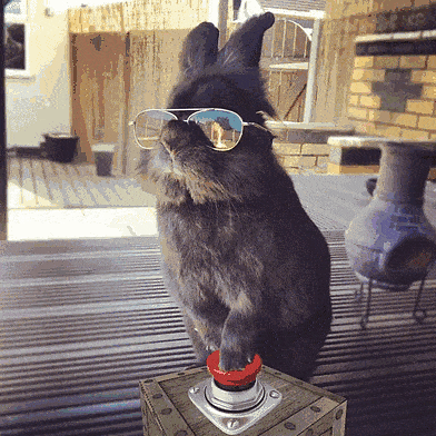 rabbit-wears-sunglasses-photoshop-battle-4-5811a67c4aba4__700