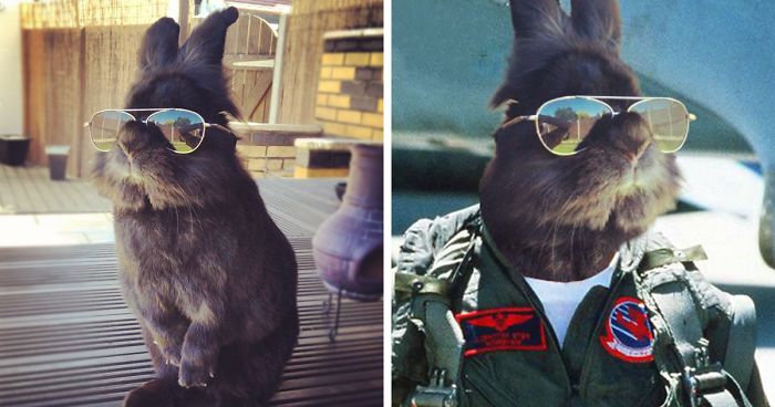 rabbit-wears-sunglasses-photoshop-battle-fb__700-png