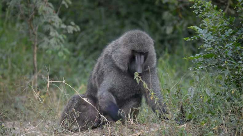 African-baboon