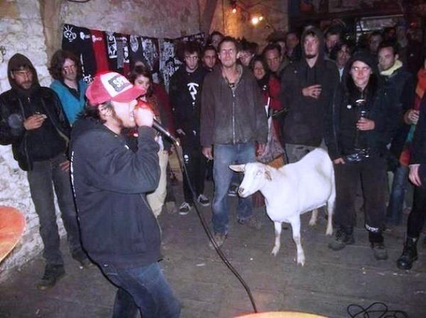 goat-at-concert